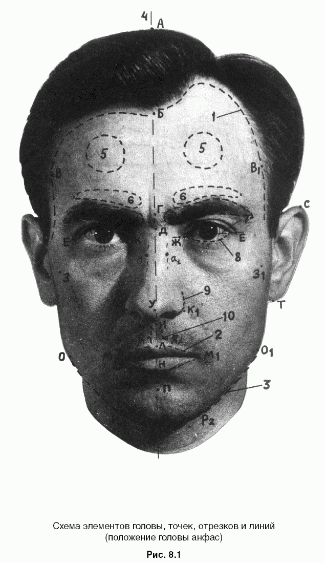 Элементы облика человека. Анатомические элементы внешности человека криминалистика. Лицо человека криминалистика. Словесный портрет. Элементы лица человека.