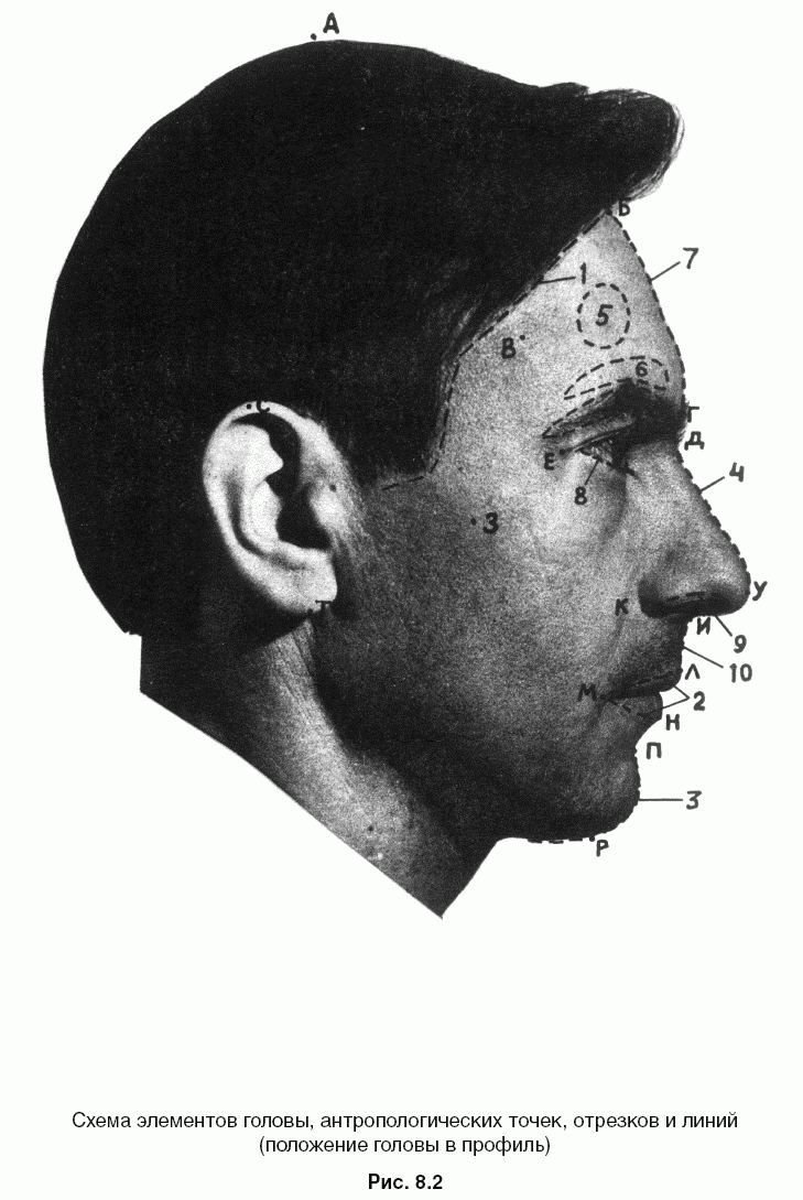 Описание словесного портрета. Словесный портрет криминалистика. Лицо человека криминалистика. Портрет человека криминалистика. Элементы внешности человека.