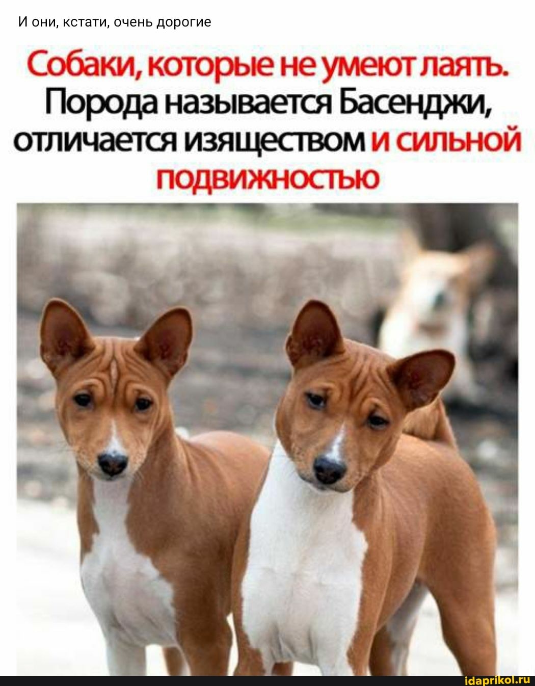 Басенджи собака плюсы и минусы